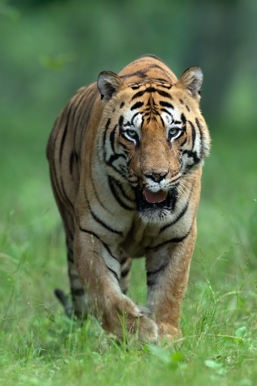 Tadoba Tiger